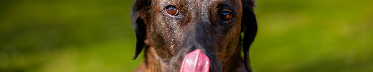 Menschen, Hunde & Katzen