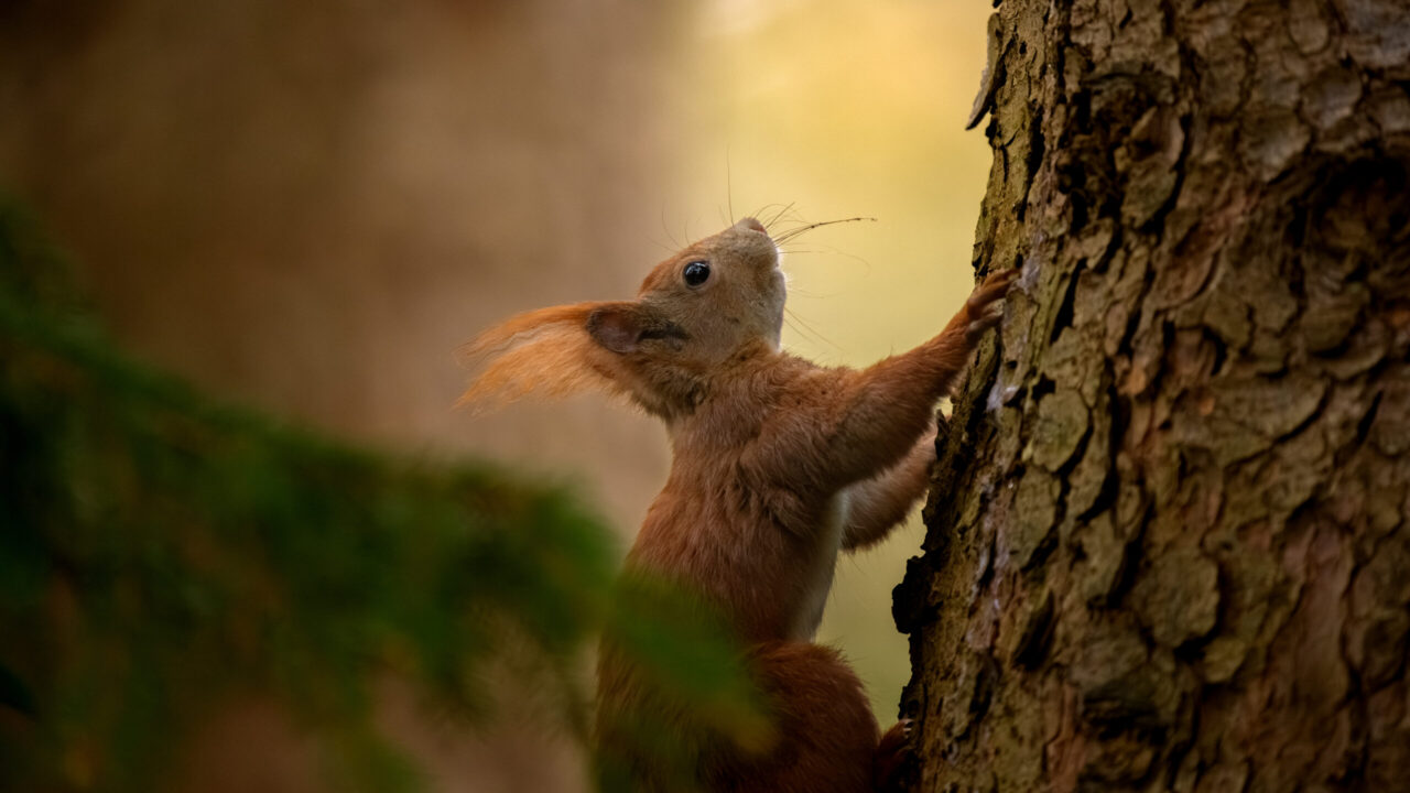 NATURBEGEISTERUNG LEBEN