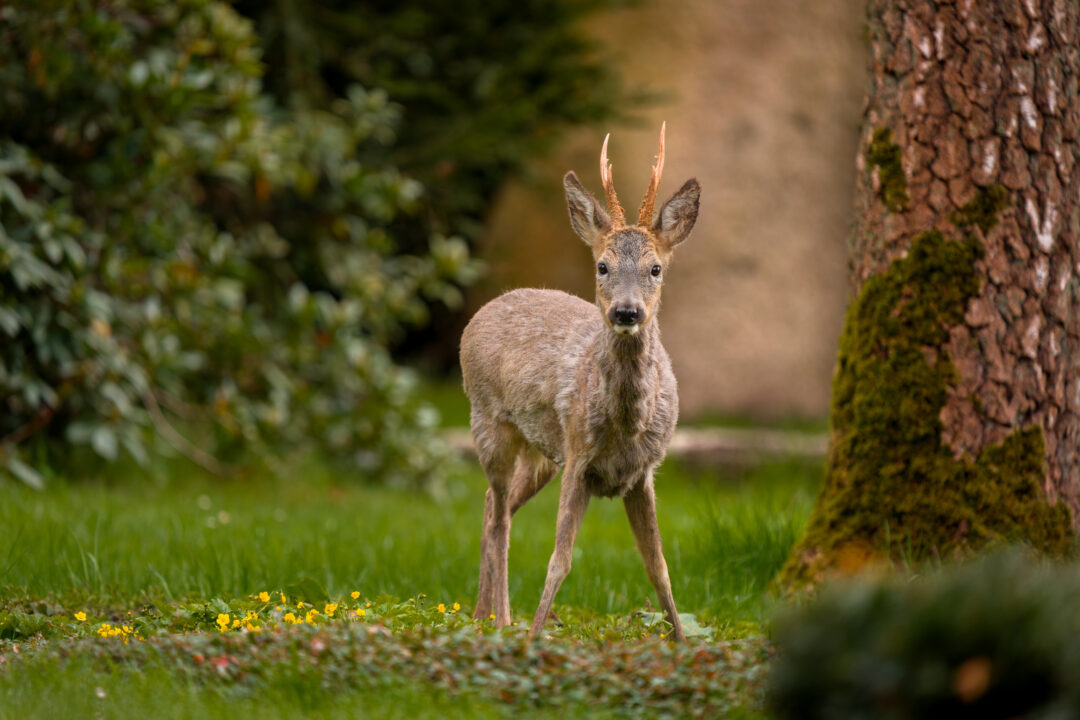 NATURBEGEISTERUNG LEBEN