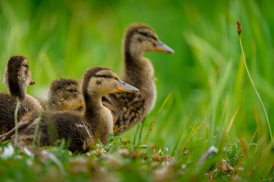 NATURBEGEISTERUNG LEBEN