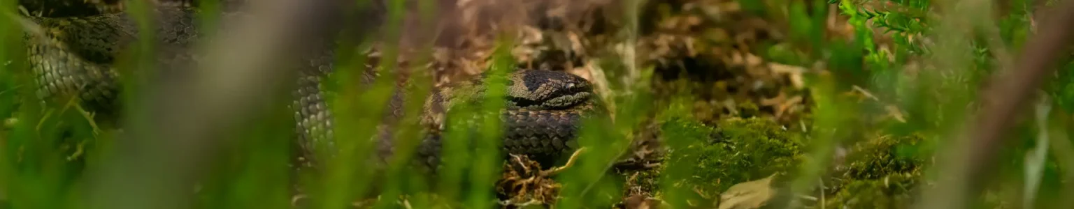 Amphibien & Reptilen