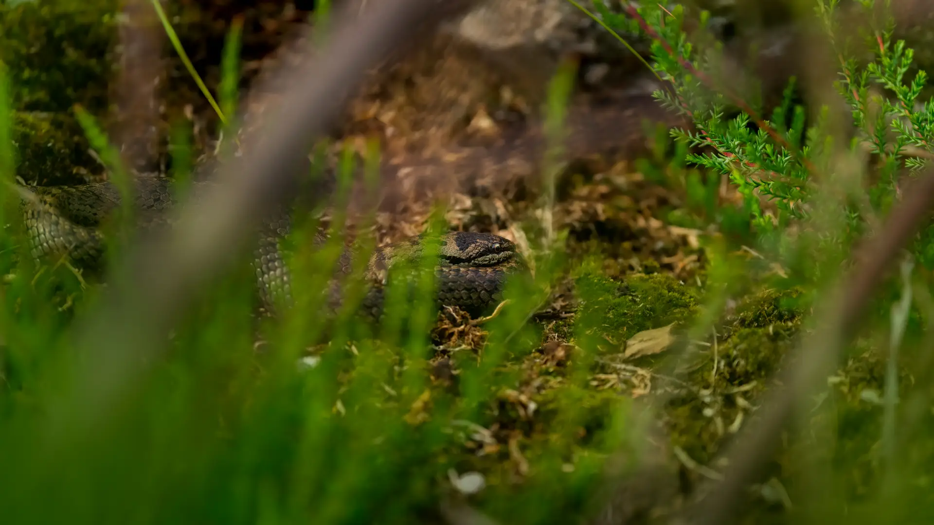 NATURBEGEISTERUNG LEBEN