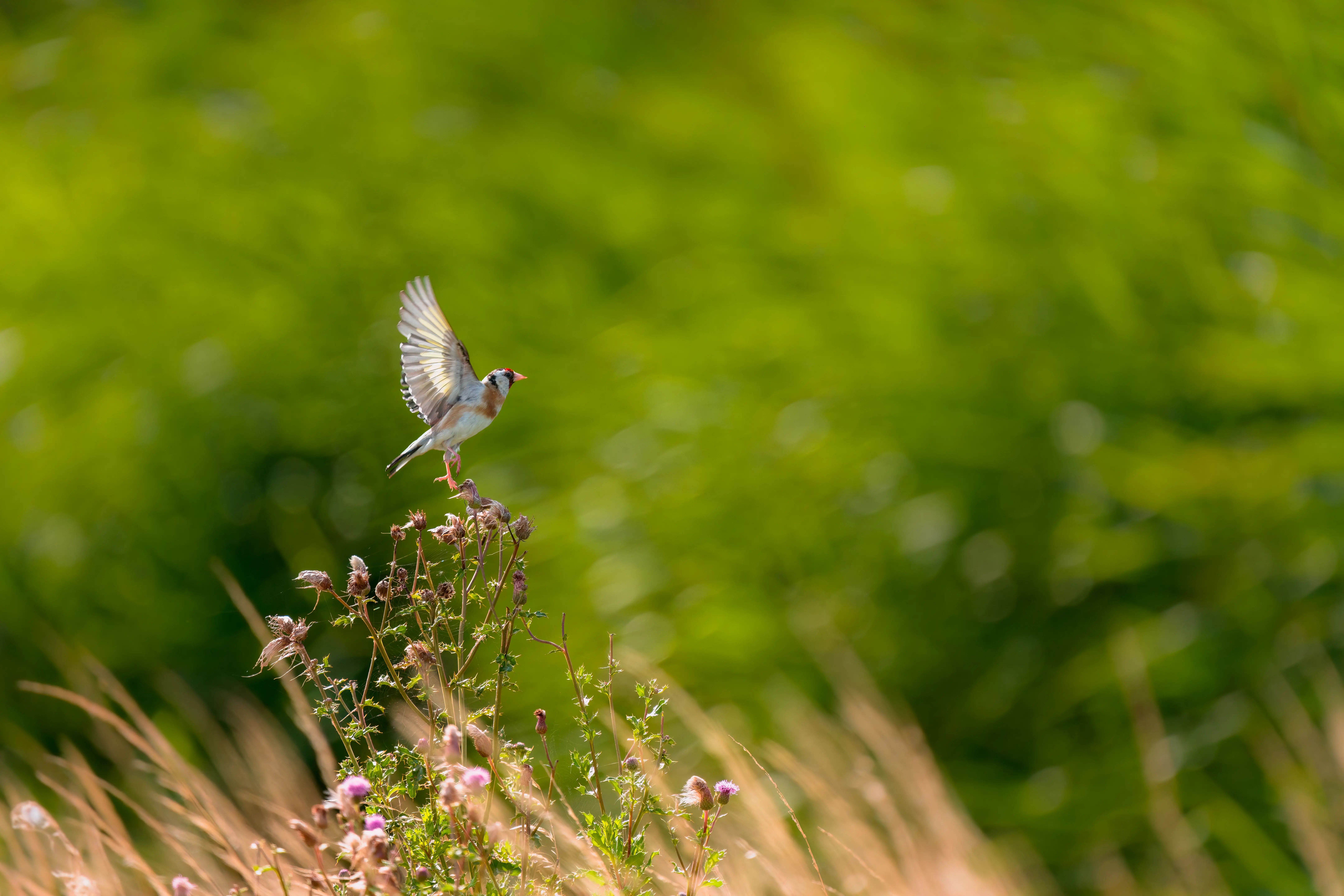 NATURBEGEISTERUNG LEBEN