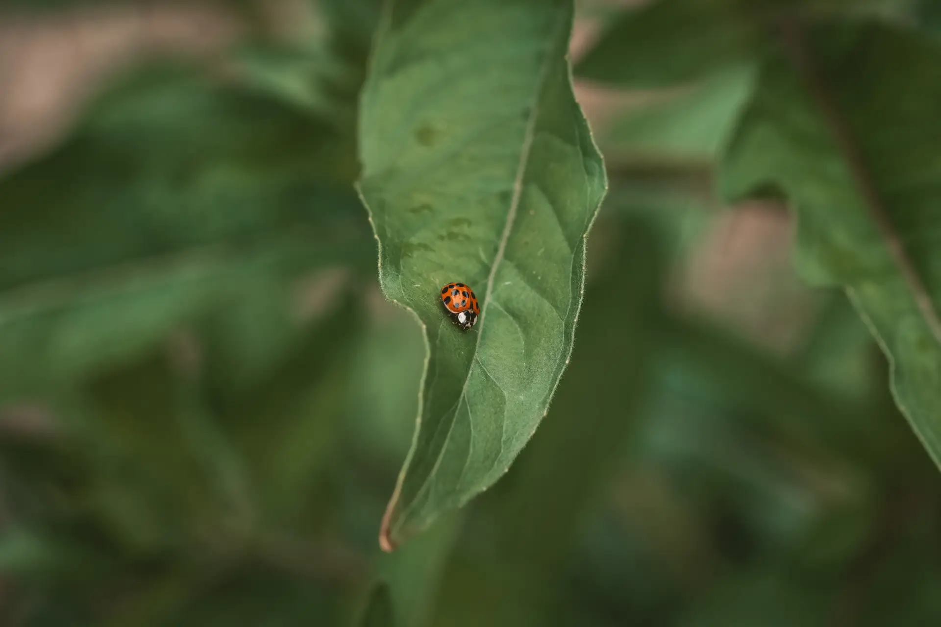 NATURBEGEISTERUNG LEBEN