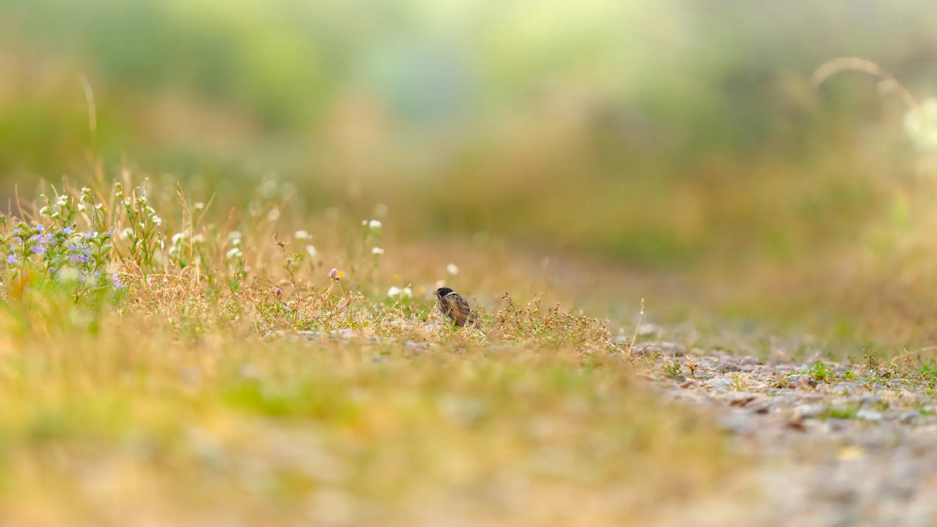 NATURBEGEISTERUNG LEBEN