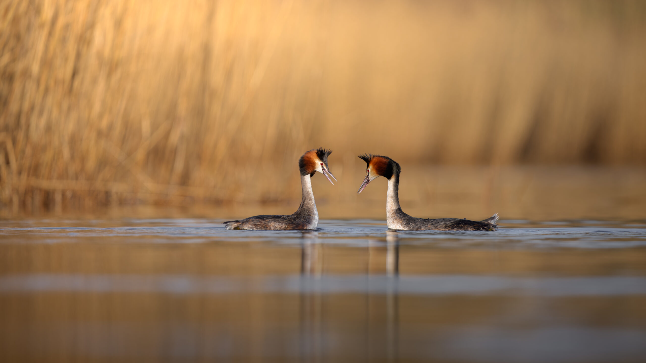 NATURBEGEISTERUNG LEBEN